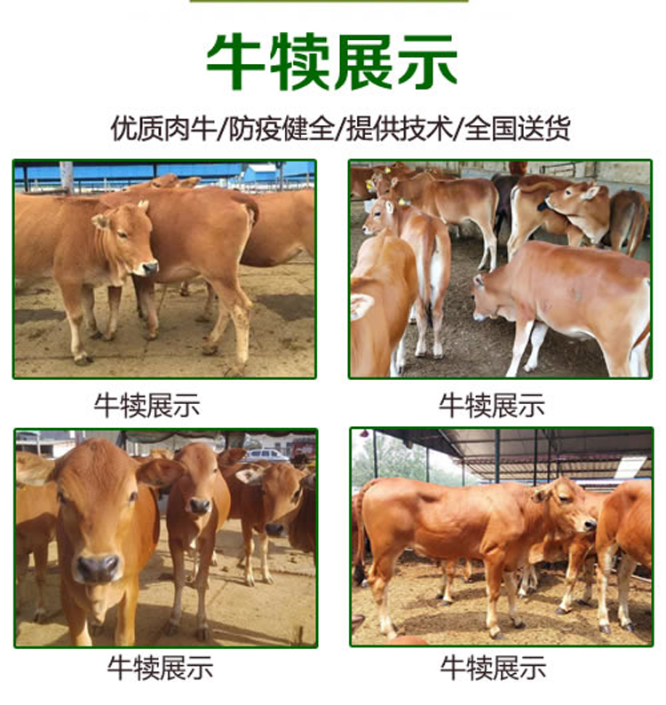 牛3